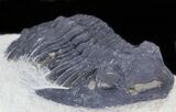Bargain Hollardops Trilobite - Foum Zguid #32483-3